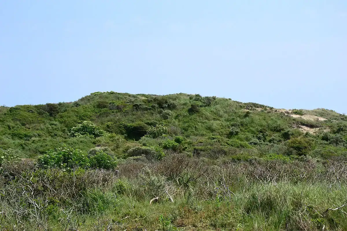Duinlandschap in de Amsterdamse Waterleidingduinen