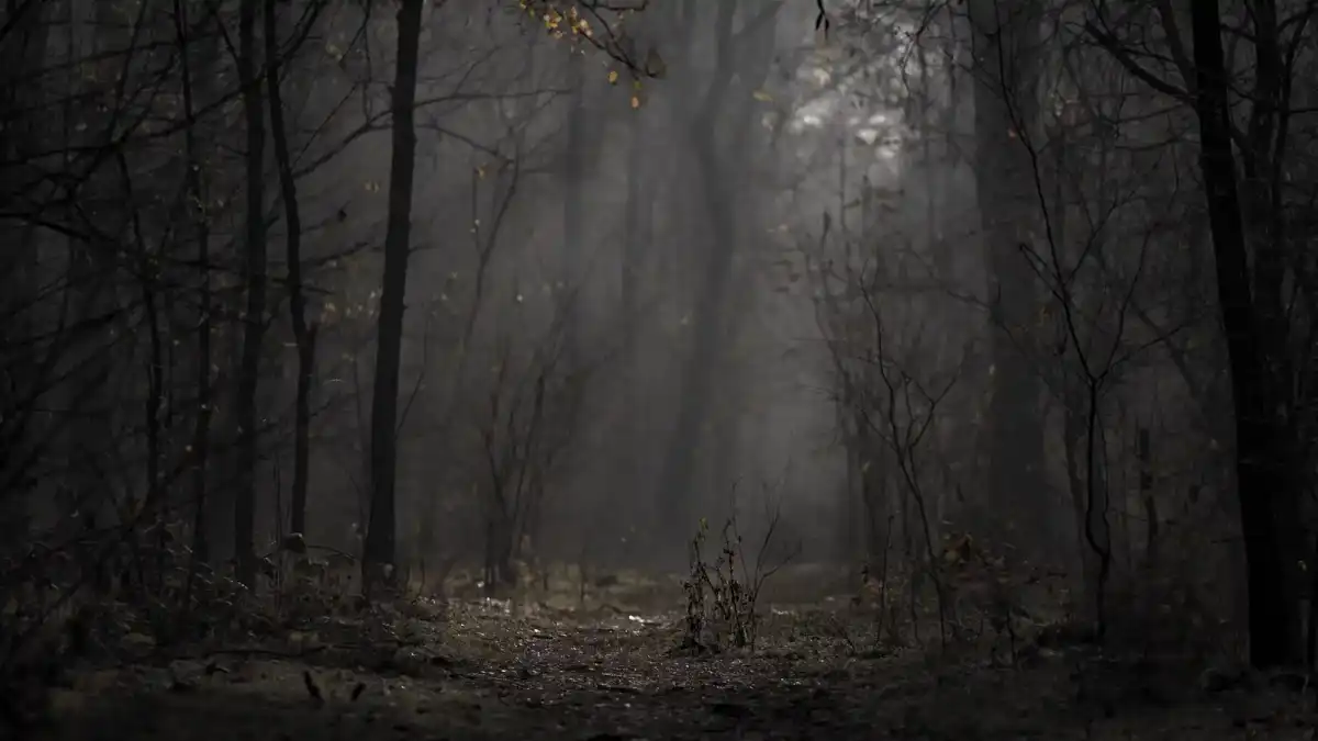 Mistig bos met zangvogels